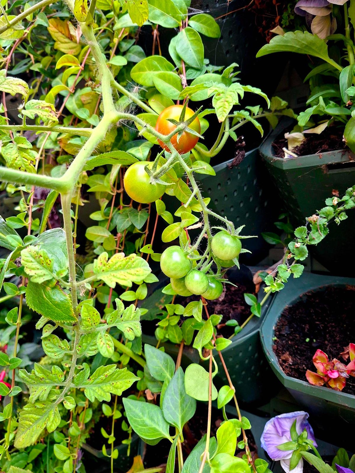 Seasonal Planting